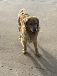 Found/Stray Male Dog last seen Bangor Ave E Street , Hesperia, CA 92345