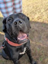 Lost Female Dog last seen Callahan, Callahan, FL 32011