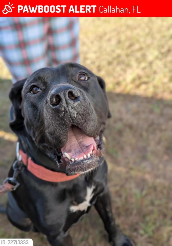 Lost Female Dog last seen Callahan, Callahan, FL 32011