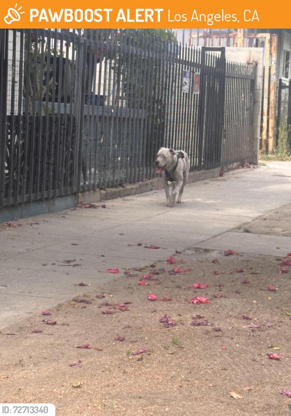 Found/Stray Unknown Dog last seen Central and Slauson Plaza, Los Angeles, CA 90011