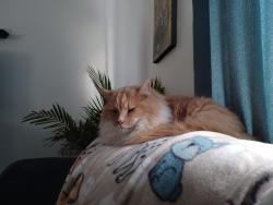 Lost Male Cat last seen Greencrest, Witt, Altmar, Pittsburgh, PA 15226