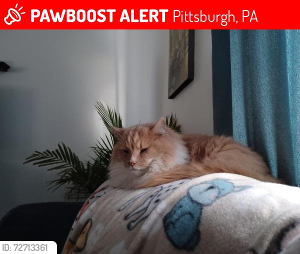 Lost Male Cat last seen Greencrest, Witt, Altmar, Pittsburgh, PA 15226