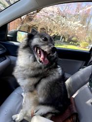 Found/Stray Female Dog last seen Church Road & Mount Oak Road, Bowie, MD 20721
