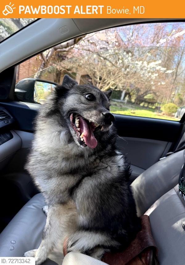 Found/Stray Female Dog last seen Church Road & Mount Oak Road, Bowie, MD 20721