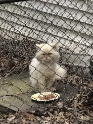Found/Stray Unknown Cat last seen Lorain Ave and West 122nd Street, Cleveland, OH 44111
