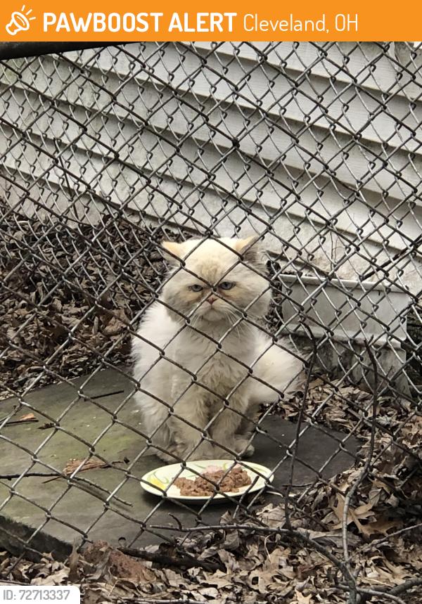 Found/Stray Unknown Cat last seen Lorain Ave and West 122nd Street, Cleveland, OH 44111
