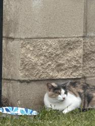 Found/Stray Unknown Cat last seen Wisteria Trace / Gardenia Trace, Spring, TX 77386