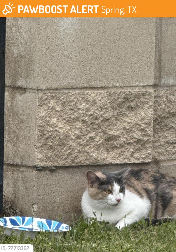 Found/Stray Unknown Cat last seen Wisteria Trace / Gardenia Trace, Spring, TX 77386