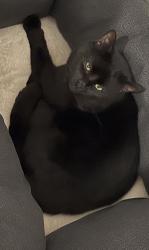 Lost Male Cat last seen Commercial Road , Cwmfelinfach, Wales 