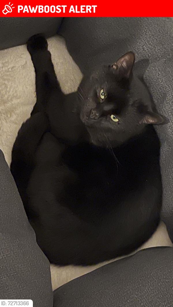 Lost Male Cat last seen Commercial Road , Cwmfelinfach, Wales 
