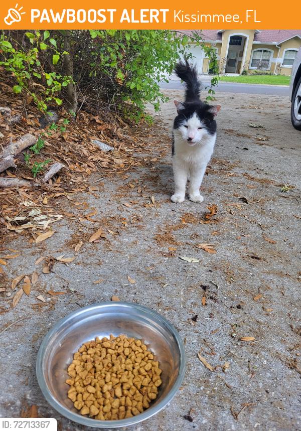 Found/Stray Unknown Cat last seen White oak circle, Kissimmee, FL 34746