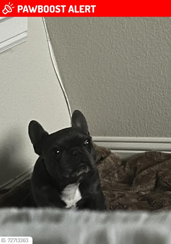 Lost Female Dog last seen Near Rufe Snow Dr Fort Worth, TX  76148 United States, North Richland Hills, TX 76182