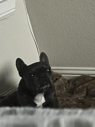 Lost Female Dog last seen Near Rufe Snow Dr Fort Worth, TX  76148 United States, North Richland Hills, TX 76182