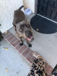 Lost Female Dog last seen Lechuza ln Spring Valley, Spring Valley, CA 91941