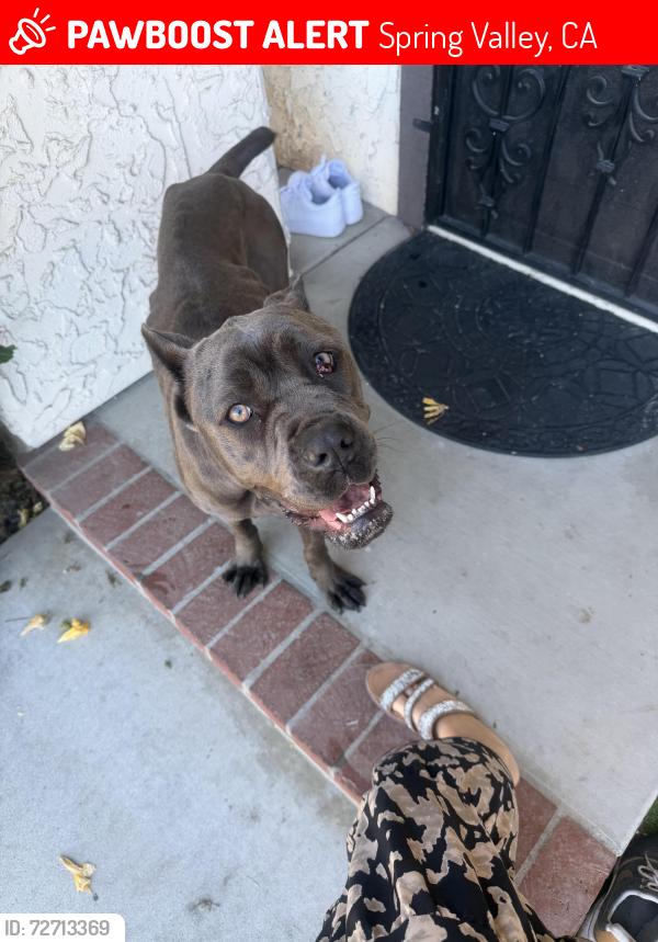 Lost Female Dog last seen Lechuza ln Spring Valley, Spring Valley, CA 91941