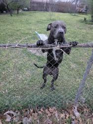 Found/Stray Male Dog last seen 21st and Garnett , Tulsa, OK 74128