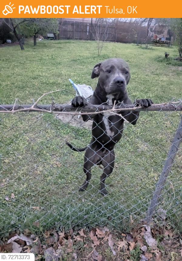 Found/Stray Male Dog last seen 21st and Garnett , Tulsa, OK 74128