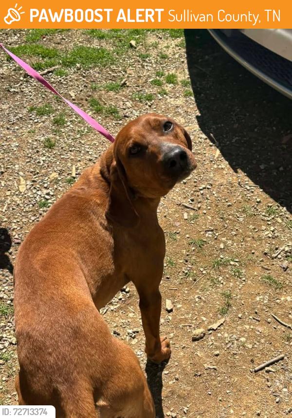 Found/Stray Male Dog last seen Hickory tree , Sullivan County, TN 37618