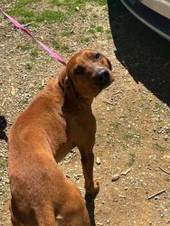 Found/Stray Male Dog last seen Hickory tree , Sullivan County, TN 37618