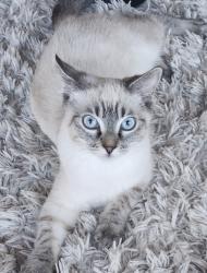 Lost Male Cat last seen Near Prosperity Lane San Diego CA 92115, San Diego, CA 92115
