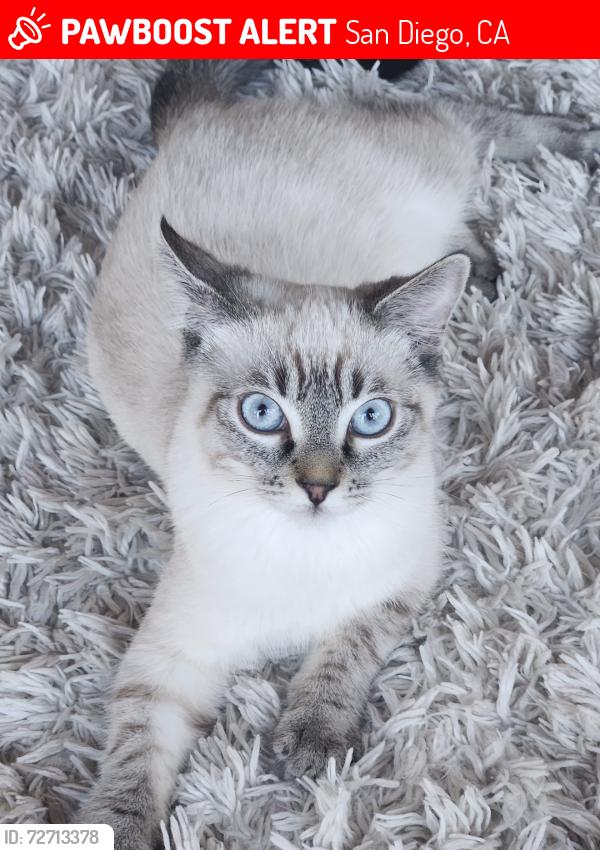 Lost Male Cat last seen Near Prosperity Lane San Diego CA 92115, San Diego, CA 92115