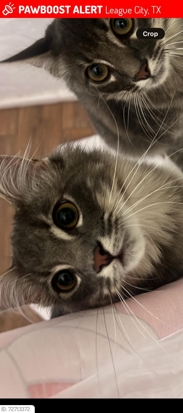 Lost Male Cat last seen League city animal shelter wooded area , League City, TX 77573