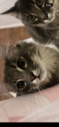 Lost Male Cat last seen League city animal shelter wooded area , League City, TX 77573
