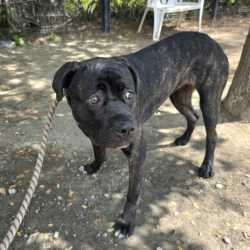 Found/Stray Female Dog last seen Near N Bellflower Blvd, Long Beach, CA 90815, Long Beach, CA 90815
