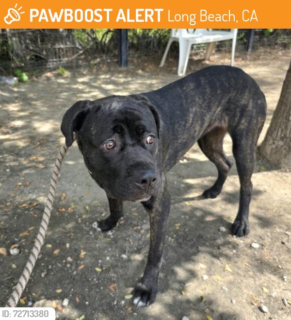 Found/Stray Female Dog last seen Near N Bellflower Blvd, Long Beach, CA 90815, Long Beach, CA 90815