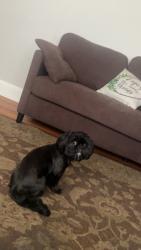 Lost Female Dog last seen Near Williamson st Rome ga 30165, Rome, GA 30165
