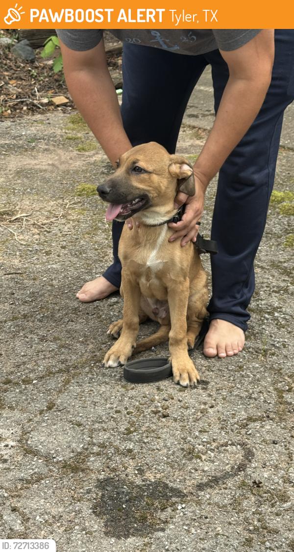 Found/Stray Male Dog last seen Near S Keaton Ave, Tyler, TX 75701, Tyler, TX 75701