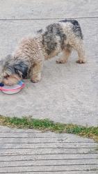 Found/Stray Male Dog last seen Wolf point and Dillons Vista, San Antonio, TX 78251