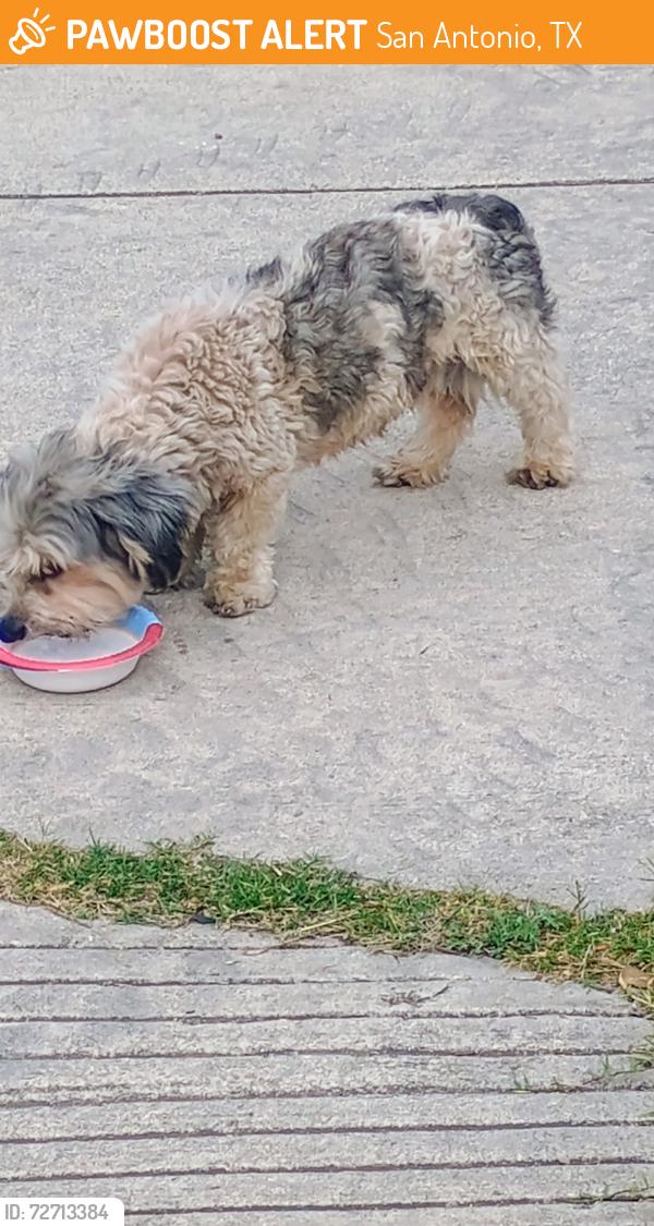 Found/Stray Male Dog last seen Wolf point and Dillons Vista, San Antonio, TX 78251