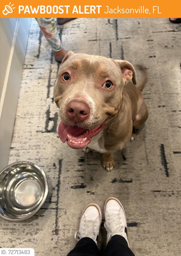Found/Stray Female Dog last seen Topgolf town center , Jacksonville, FL 32246