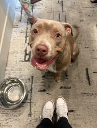 Found/Stray Female Dog last seen Topgolf town center , Jacksonville, FL 32246
