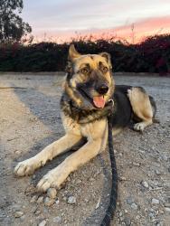 Found/Stray Female Dog last seen Dufferin, Riverside, CA 92504