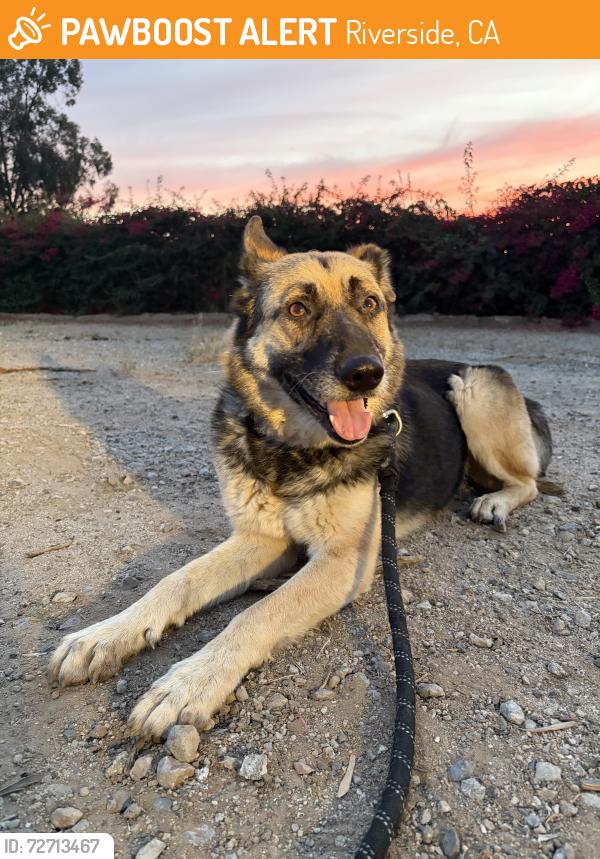 Found/Stray Female Dog last seen Dufferin, Riverside, CA 92504