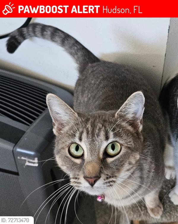Lost Female Cat last seen Morgan st. , Hudson, FL 34669