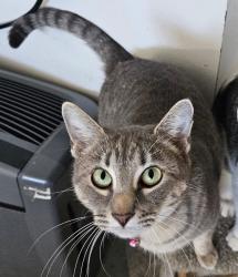 Lost Female Cat last seen Morgan st. , Hudson, FL 34669