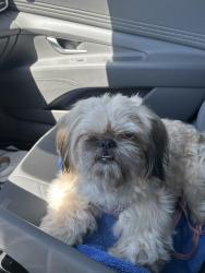 Found/Stray Male Dog last seen US1 and cypress creek, Oakland Park, FL 33308