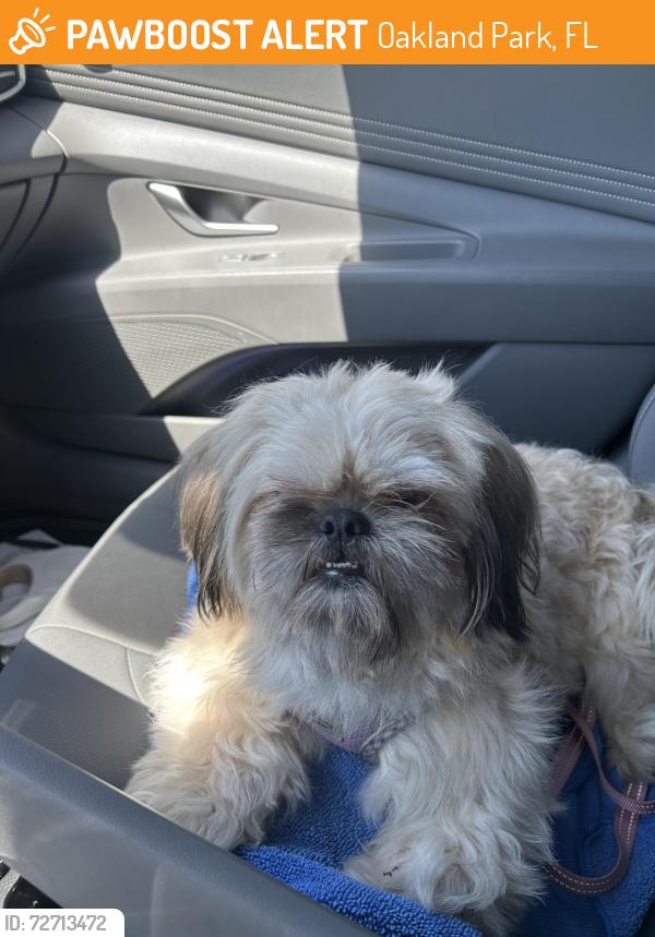 Found/Stray Male Dog last seen US1 and cypress creek, Oakland Park, FL 33308
