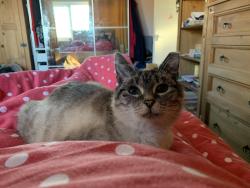 Lost Female Cat last seen Priestcrofts, Marske-by-the-Sea, England TS11 7HP