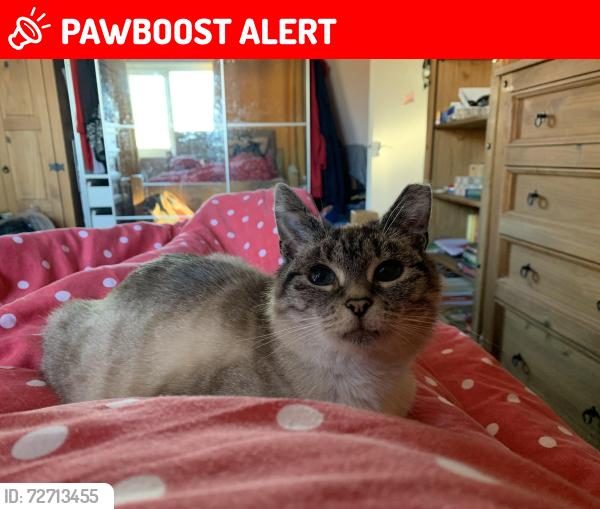 Lost Female Cat last seen Priestcrofts, Marske-by-the-Sea, England TS11 7HP
