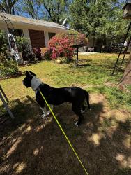 Found/Stray Male Dog last seen Windsor oak dr and Oakcliff rd, Doraville, GA 30340