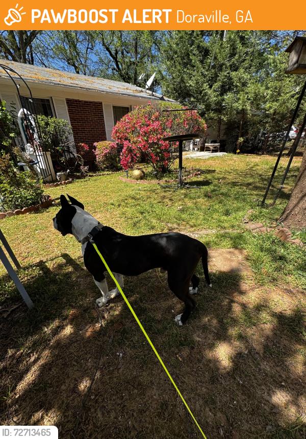 Found/Stray Male Dog last seen Windsor oak dr and Oakcliff rd, Doraville, GA 30340