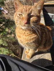 Found/Stray Female Cat last seen 7th x Forest, Saint Paul, MN 55106
