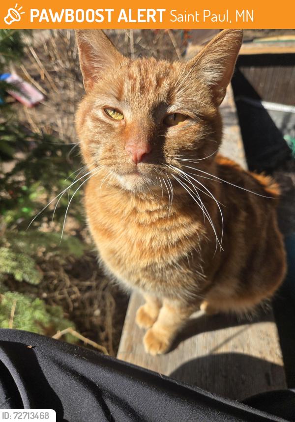 Found/Stray Female Cat last seen 7th x Forest, Saint Paul, MN 55106