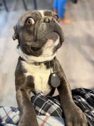 Lost Male Dog last seen Chambers and 6 ave, Aurora, CO 80011