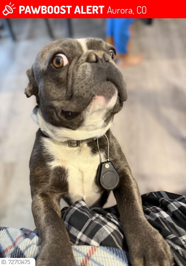 Lost Male Dog last seen Chambers and 6 ave, Aurora, CO 80011