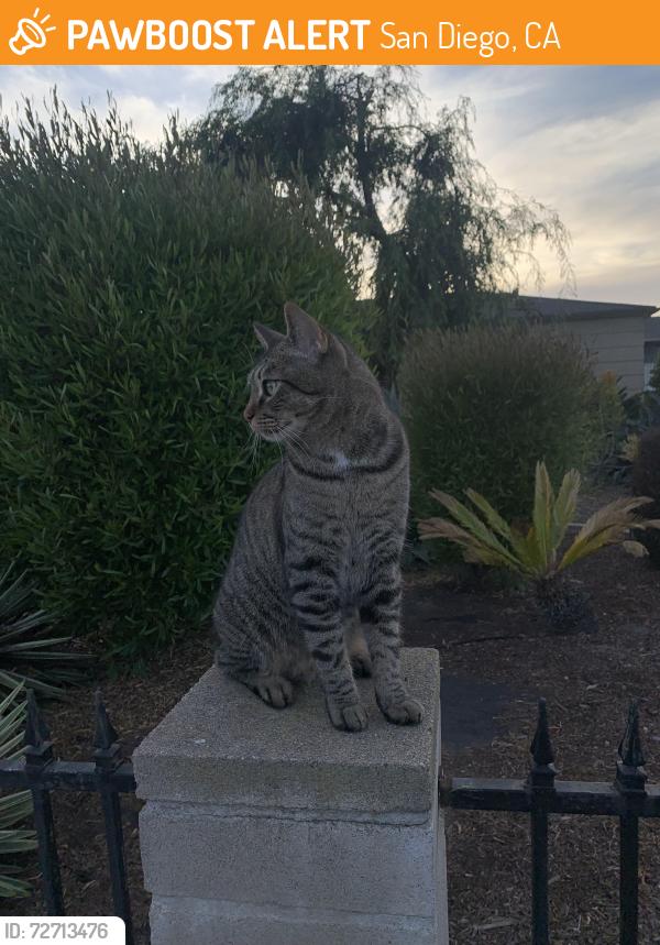 Found/Stray Unknown Cat last seen Intersection of Iowa and Meade , San Diego, CA 92104